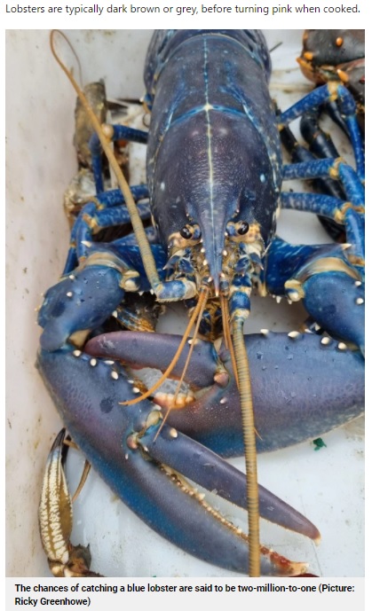 スコットランドで発見された青色のロブスター（画像は『Metro　2021年9月3日付「Fisherman catches rare one-in-two million blue lobster off coast of Scotland」（Picture: Ricky Greenhowe）』のスクリーンショット）