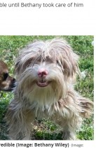 【海外発！Breaking News】毛が伸び放題だった保護犬　トリミング後のビフォーアフターの姿が「アニメから出てきたみたい」（米）