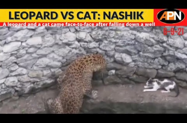 井戸に落ちたヒョウとネコ（画像は『APN NEWS　2021年9月6日公開 YouTube「Leopard And Cat Face To Face In A Well - Trending Video - Animals Fight」』のサムネイル）