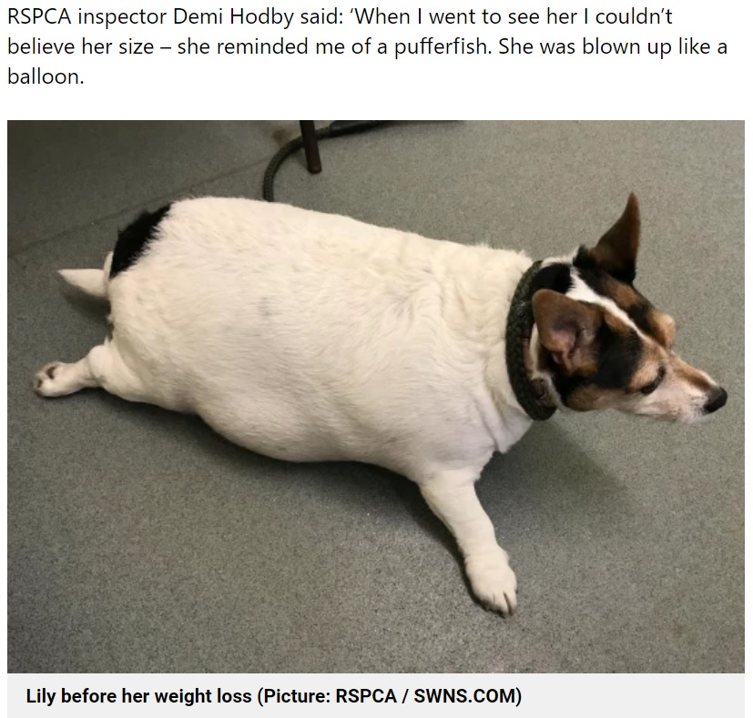 「ふぐのようだった」と表現する人も（画像は『Metro　2021年9月7日付「Chunky dog who looked like a ‘balloon on legs’ goes on diet and finds perfect home」（Picture: RSPCA / SWNS.COM）』のスクリーンショット）