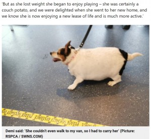 【海外発！Breaking News】“風船に足が生えた”と言われるほど太った犬　飼い主に見放されるもダイエットして第2の人生を歩む（英）