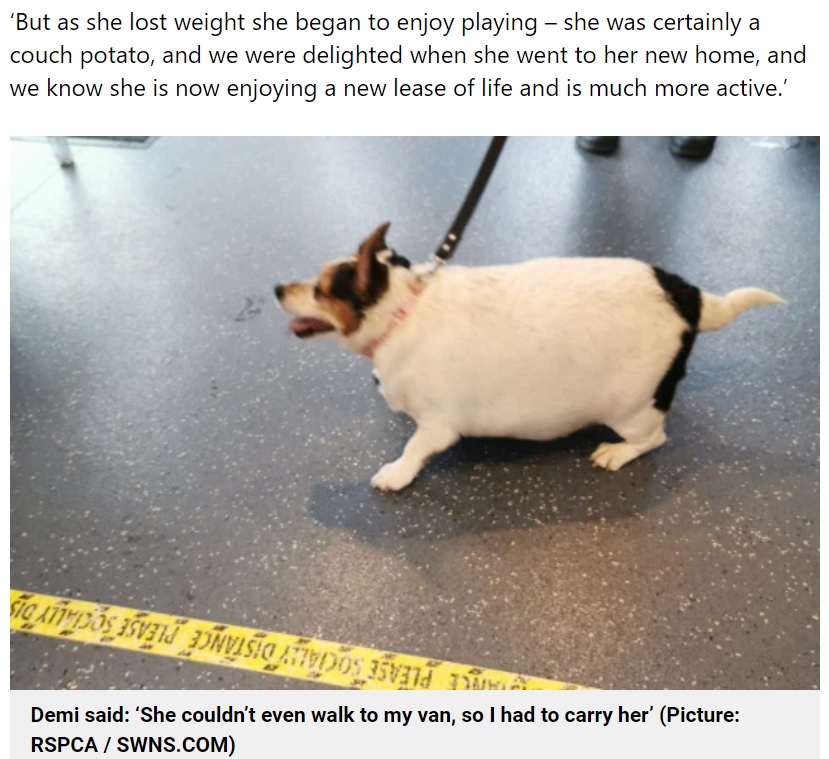 肥満により体が風船のように大きく膨れてしまった犬（画像は『Metro　2021年9月7日付「Chunky dog who looked like a ‘balloon on legs’ goes on diet and finds perfect home」（Picture: RSPCA / SWNS.COM）』のスクリーンショット）