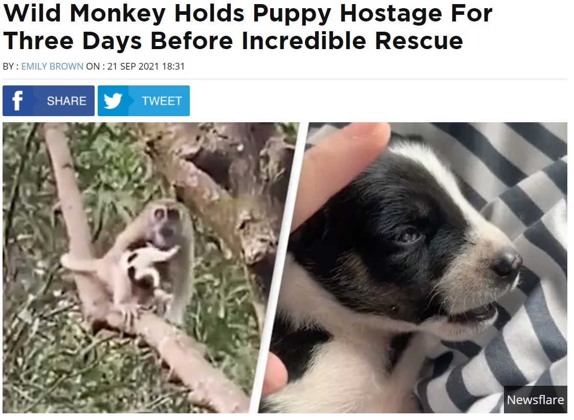 猿に連れ去られた子犬は3日後に救出された（画像は『UNILAD　2021年9月21日付「Wild Monkey Holds Puppy Hostage For Three Days Before Incredible Rescue」（Newsflare）』のスクリーンショット）