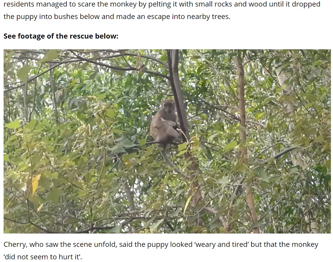木の高い場所まで登ってしまった猿（画像は『UNILAD　2021年9月21日付「Wild Monkey Holds Puppy Hostage For Three Days Before Incredible Rescue」』のスクリーンショット）
