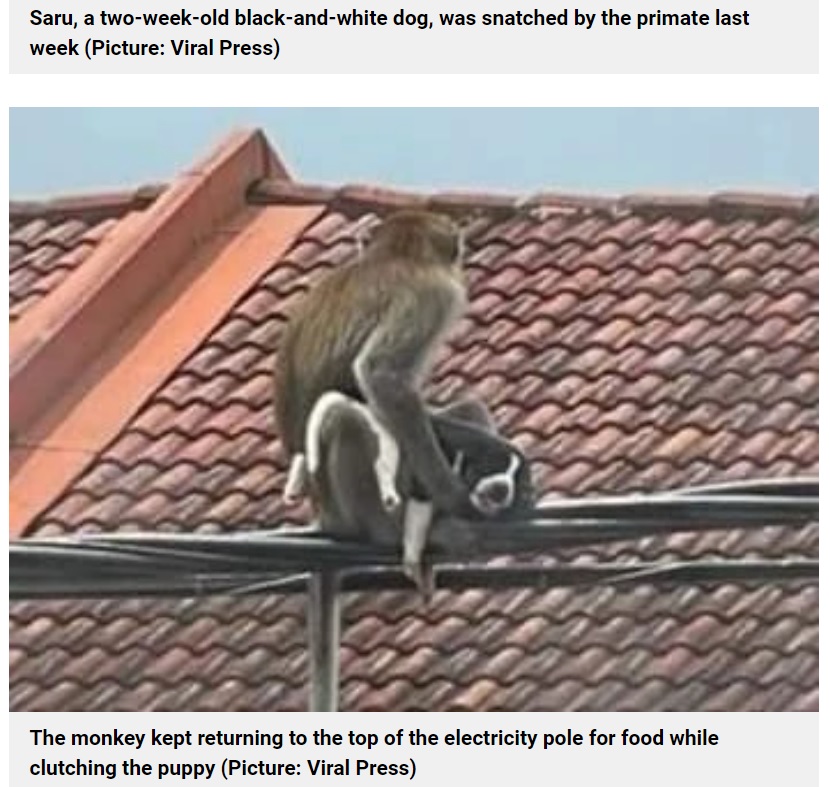 不安定な電線の上を子犬を抱えながら逃げ回っていた猿（画像は『Metro　2021年9月21日付「Puppy taken hostage by a wild monkey for three days」（Picture: Viral Press）』のスクリーンショット）