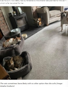 両方のベッドをネコに占領されたベティ（画像は『TeamDogs　2021年9月8日付「Beagle squeezes into cat’s bed after her own is taken over」（Image: Amelia Cowburn）』のスクリーンショット）