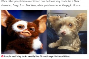 大きな耳が“ギズモ”にそっくり（画像は『The Daily Star　2021年8月26日付「Social media users have fallen in love with a dog that looks like a cartoon character」（Image: Bethany Wiley）』のスクリーンショット）