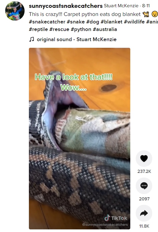 自分の体の太さ以上に大きな口を開いたヘビ（画像は『Stuart McKenzie　2021年8月11日付TikTok「This is crazy!!!　Carpet python eats dog blanket」』のスクリーンショット）