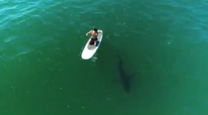 ホホジロザメの隣でパドルボードを漕ぐオーランド（画像は『Orlando Bloom　2021年9月14日付Instagram「Paddle Boarding With Great Whites」』のスクリーンショット）