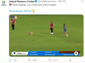 飼い主の男の子が全力で愛犬を追いかける（画像は『Ireland Women’s Cricket　2021年9月11日付Twitter「Great fielding…by a small furry pitch invader!」』のスクリーンショット）