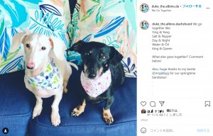 同居犬と元気いっぱいに過ごしているデューク（画像は『Duke Your Fav Albino Sausage　2021年5月6日付Instagram「We go together like:」』のスクリーンショット）