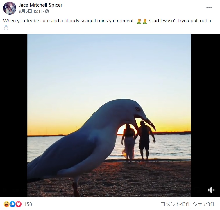 巨大カモメがカップルを食べてしまうような構図に（画像は『Jace Mitchell Spicer　2021年9月5日付Facebook「When you try be cute and a bloody seagull ruins ya moment.」』のスクリーンショット）