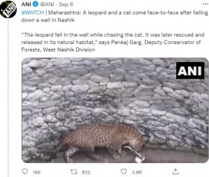 まるで遊んでいるかのようなヒョウとネコ（画像は『ANI　2021年9月6日付Twitter「＃WATCH | Maharashtra: A leopard and a cat come face-to-face after falling down a well in Nashik」』のスクリーンショット）