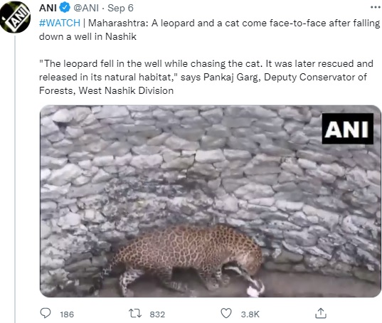まるで遊んでいるかのようなヒョウとネコ（画像は『ANI　2021年9月6日付Twitter「＃WATCH | Maharashtra: A leopard and a cat come face-to-face after falling down a well in Nashik」』のスクリーンショット）