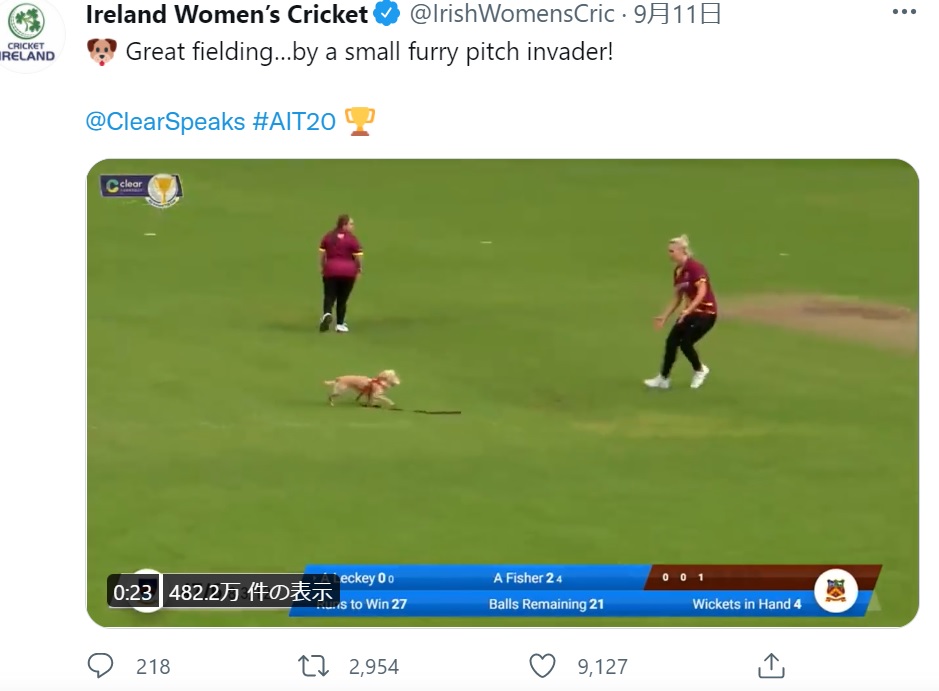 外野の方面へ投げられたボールを犬が見事にキャッチ！（画像は『Ireland Women’s Cricket　2021年9月11日付Twitter「Great fielding…by a small furry pitch invader!」』のスクリーンショット）