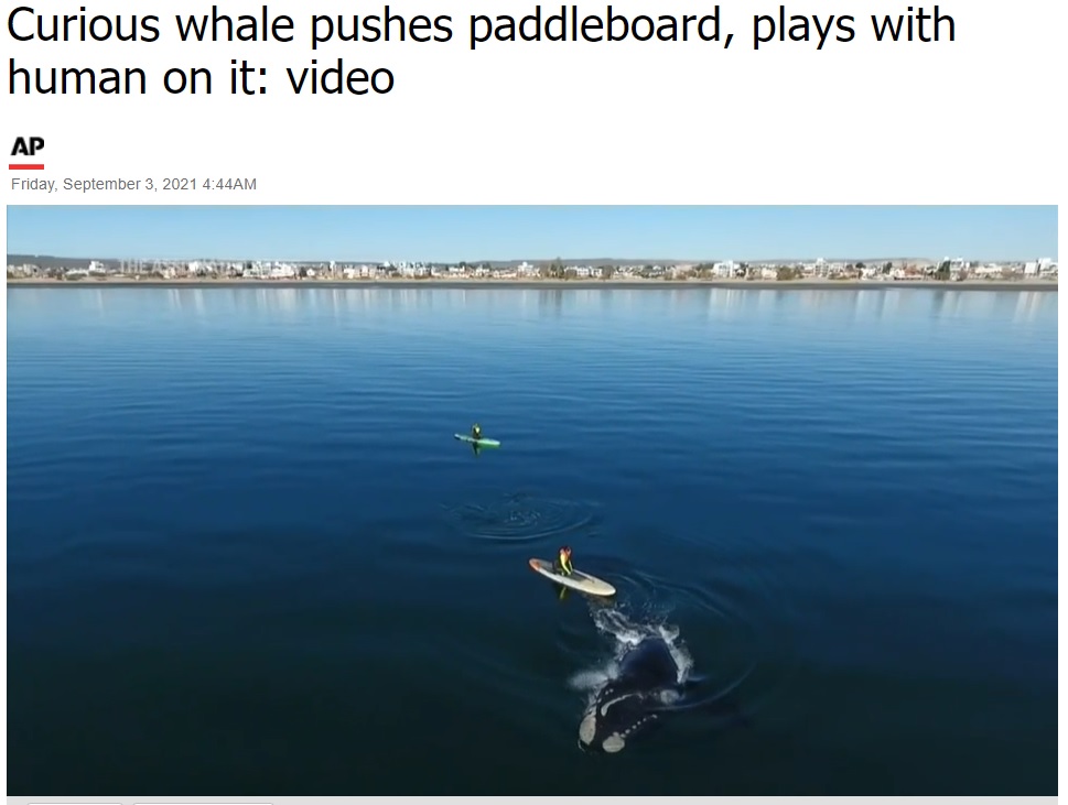 クジラとの遭遇という珍しい光景に、カメラマンも驚く（画像は『ABC Chicago　2021年9月3日付「Curious whale pushes paddleboard, plays with human on it: video」』のスクリーンショット）