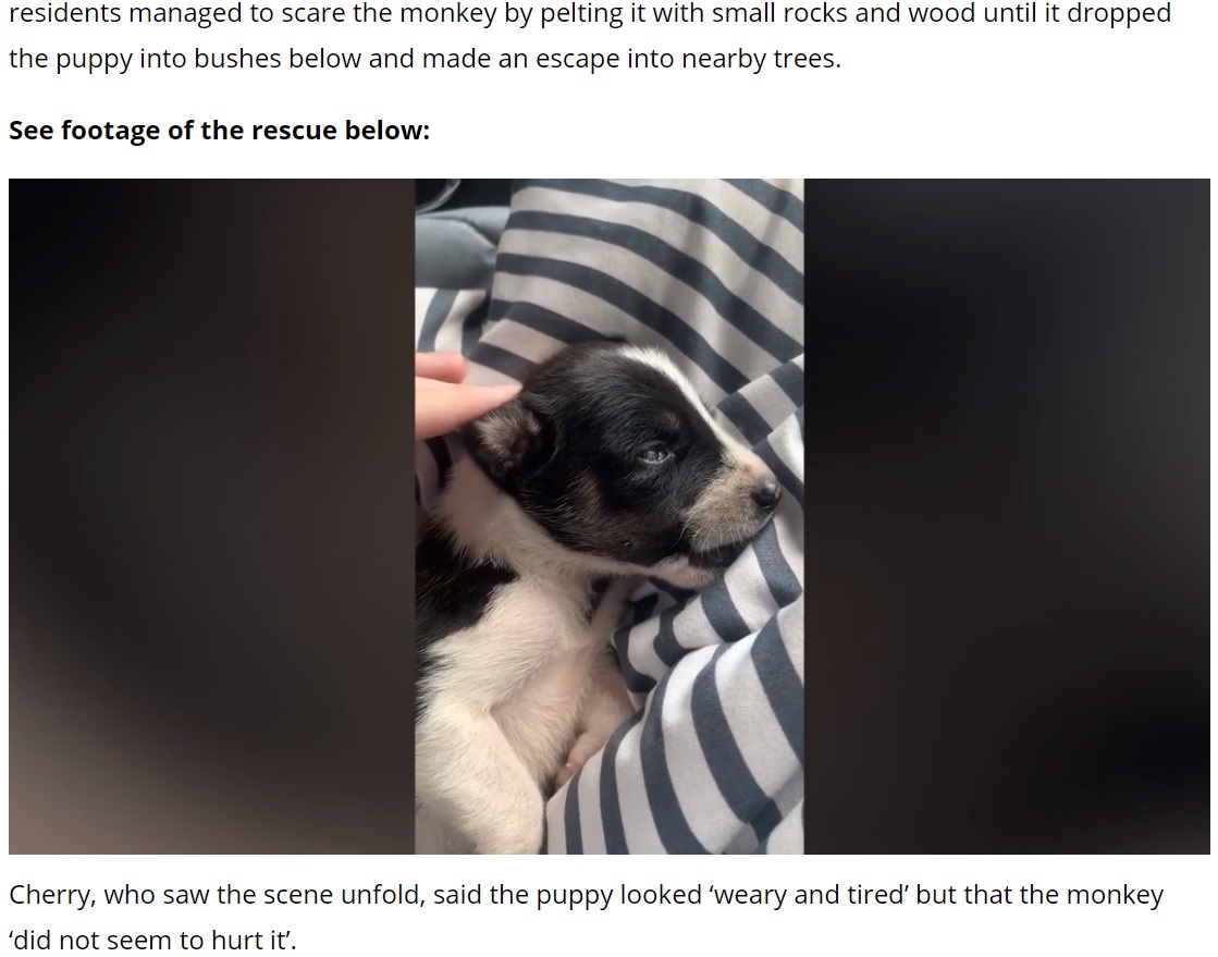 無事に救出された子犬（画像は『UNILAD　2021年9月21日付「Wild Monkey Holds Puppy Hostage For Three Days Before Incredible Rescue」』のスクリーンショット）