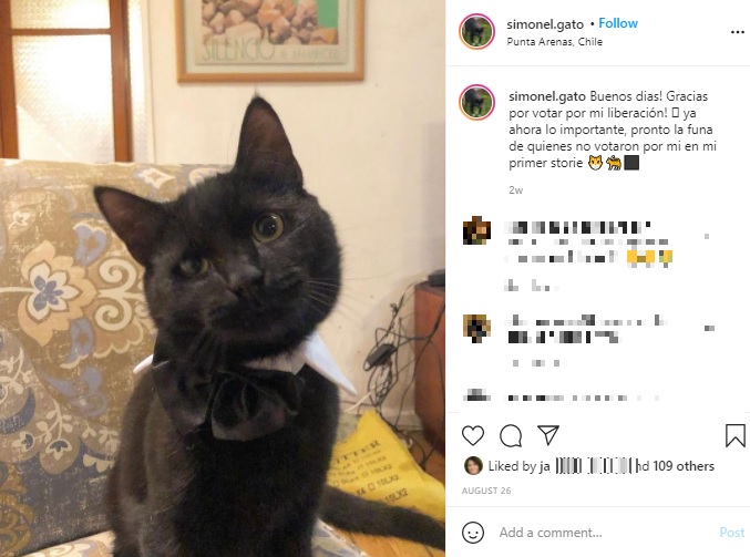 優しくて社交的な黒猫の“シモン”（画像は『Simón　2021年8月26日付Instagram「Buenos dias!」』のスクリーンショット）