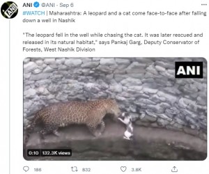 後ろ足で立ってヒョウに立ち向かうネコ（画像は『ANI　2021年9月6日付Twitter「＃WATCH | Maharashtra: A leopard and a cat come face-to-face after falling down a well in Nashik」』のスクリーンショット）