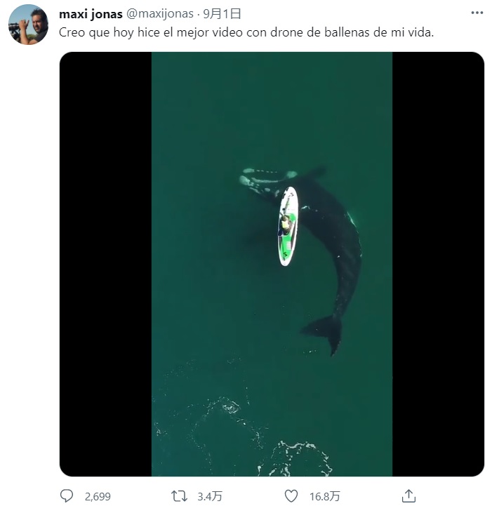 クジラは大きな波を立てないように、静かに水面下を泳ぐ（画像は『maxi jonas　2021年9月1日付Twitter「Creo que hoy hice el mejor video con drone de ballenas de mi vida.」』のスクリーンショット）