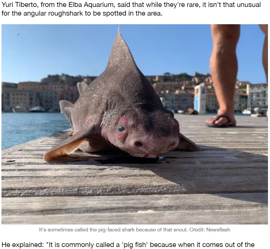 目は腫れぼったくブタのような鼻を持つ不思議なサメ（画像は『LADbible　2021年9月9日付「Sailors Find Fish With The Body Of A Shark And Face Of A Pig」（Credit: Newsflash）』のスクリーンショット）