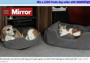 【海外発！Breaking News】犬用ベッドを独占する欲深ネコと譲る犬　優しい犬にはつらい過去が（英）