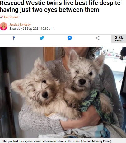 片目を失っても、元気いっぱいの2匹（画像は『Metro　2021年9月25日付「Rescued Westie twins live best life despite having just two eyes between them」（Picture: Mercury Press）』のスクリーンショット）