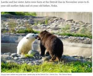 体格もほぼ同じのレアクとジェビー（画像は『Detroit News　2021年9月23日付「These baby bear cubs at the Detroit Zoo are best friends」（Detroit Zoo，The Detroit News）』のスクリーンショット）