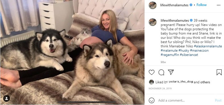妊娠39週のエマさんとペットたち（画像は『The Matthews Malamute Family　2019年11月24日付Instagram「39 weeks pregnant!」』のスクリーンショット）