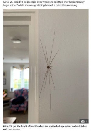 【海外発！Breaking News】壁に約18センチもの“クモ”を見つけた女性、痒みを伴うも後に無害の別の生物と判明（英）