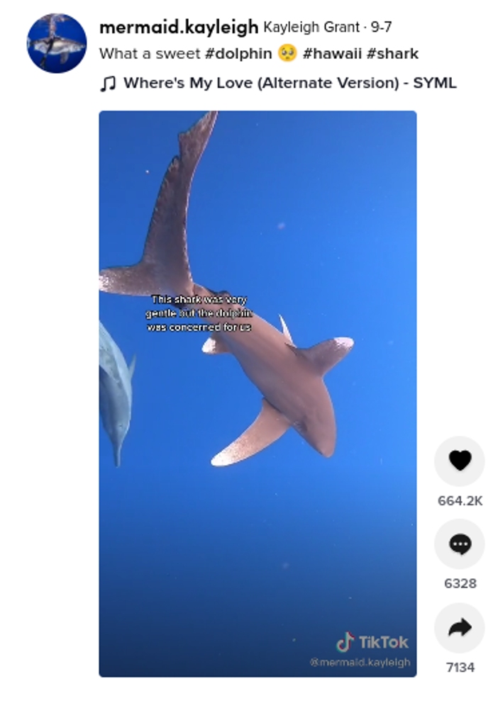 深海で突然姿を現したサメ（画像は『Kayleigh Grant　2021年9月7日付TikTok「What a sweet ＃dolphin」』のスクリーンショット）