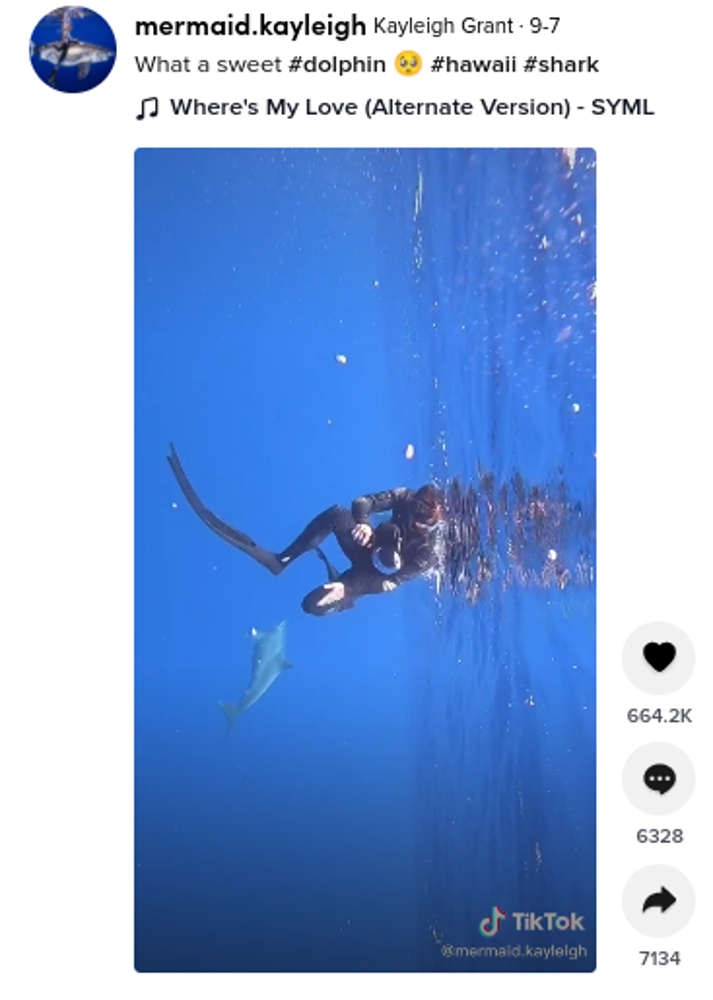 ダイビング中に近づいてきた生物は…（画像は『Kayleigh Grant　2021年9月7日付TikTok「What a sweet ＃dolphin」』のスクリーンショット）