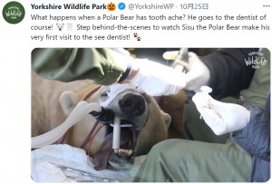 歯の根の部分が感染症にかかっていたシス（画像は『Yorkshire Wildlife Park　2021年10月25日付Twitter「What happens when a Polar Bear has tooth ache?」』のスクリーンショット）
