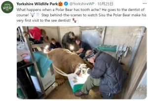 麻酔で眠っている間、歯の治療のほか健康チェックも行われた（画像は『Yorkshire Wildlife Park　2021年10月25日付Twitter「What happens when a Polar Bear has tooth ache?」』のスクリーンショット）