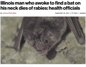 【海外発！Breaking News】就寝中コウモリに首を噛まれた男性、狂犬病に感染し死亡（米）