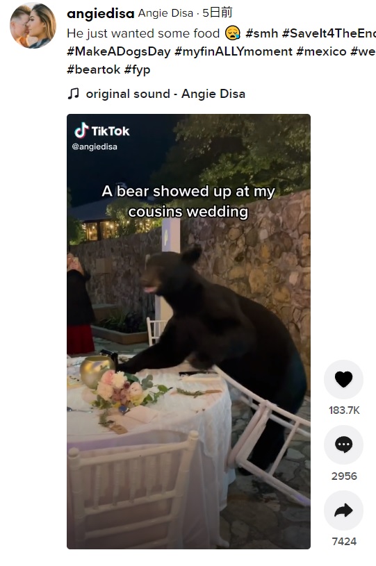 披露宴会場に突然やってきたクマ（画像は『Angie Disa　2021年10月22日付TikTok「He just wanted some food」』のスクリーンショット）