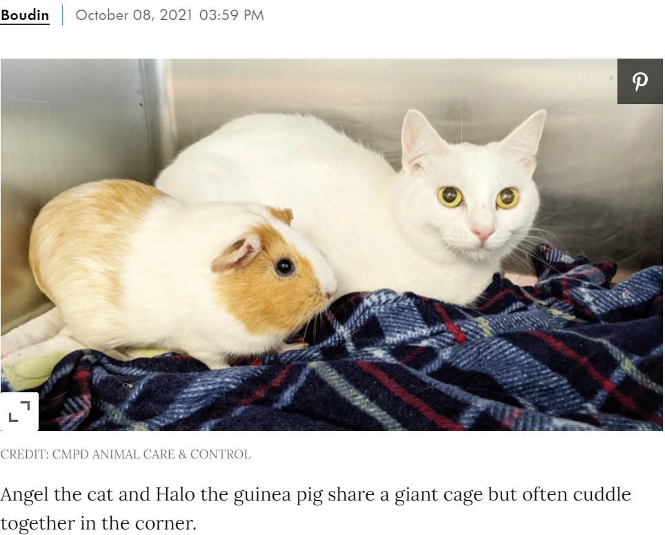 一緒に引き取られて離れ離れにならずにすんだ2匹（画像は『People.com　2021年10月8日付「Rescue Guinea Pig and Cat Best Friend Are Looking to Get Adopted Together from N.C. Shelter」（CREDIT: CMPD ANIMAL CARE ＆ CONTROL）』のスクリーンショット）