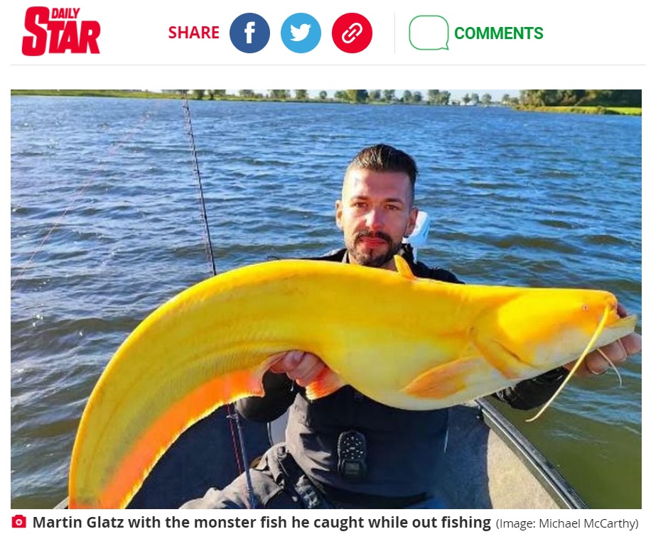 鮮やかな黄色の体を持つヨーロッパオオナマズ（画像は『The Daily Star　2021年10月23日付「Bloke panics after catching rare bright yellow Catfish that can grow up to 400lbs」（Image: Michael McCarthy）』のスクリーンショット）
