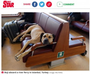座席でリラックスするボジ（画像は『The Daily Star　2021年10月6日付「Stray dog travels 18 miles a day cheering up commuters on trains, ferries and buses」（Image: REUTERS）』のスクリーンショット）