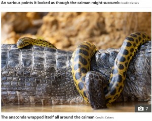 ワニの足をロックするように器用に巻きつくアナコンダ（画像は『The Sun　2021年10月12日付「SNAKE, RATTLE AND ROLL Giant anaconda wraps itself round a deadly caiman in brutal fight for survival - but who comes out on top?」（Credit: Caters）』のスクリーンショット）