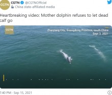 【海外発！Breaking News】子供の亡骸を離さず泳ぐ母イルカに「胸が張り裂けそう」（中国）＜動画あり＞