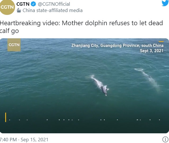 子供の亡骸と一緒に泳ぐ母イルカ（画像は『CGTN　2021年9月15日付Twitter「Heartbreaking video: Mother dolphin refuses to let dead calf go」』のスクリーンショット）