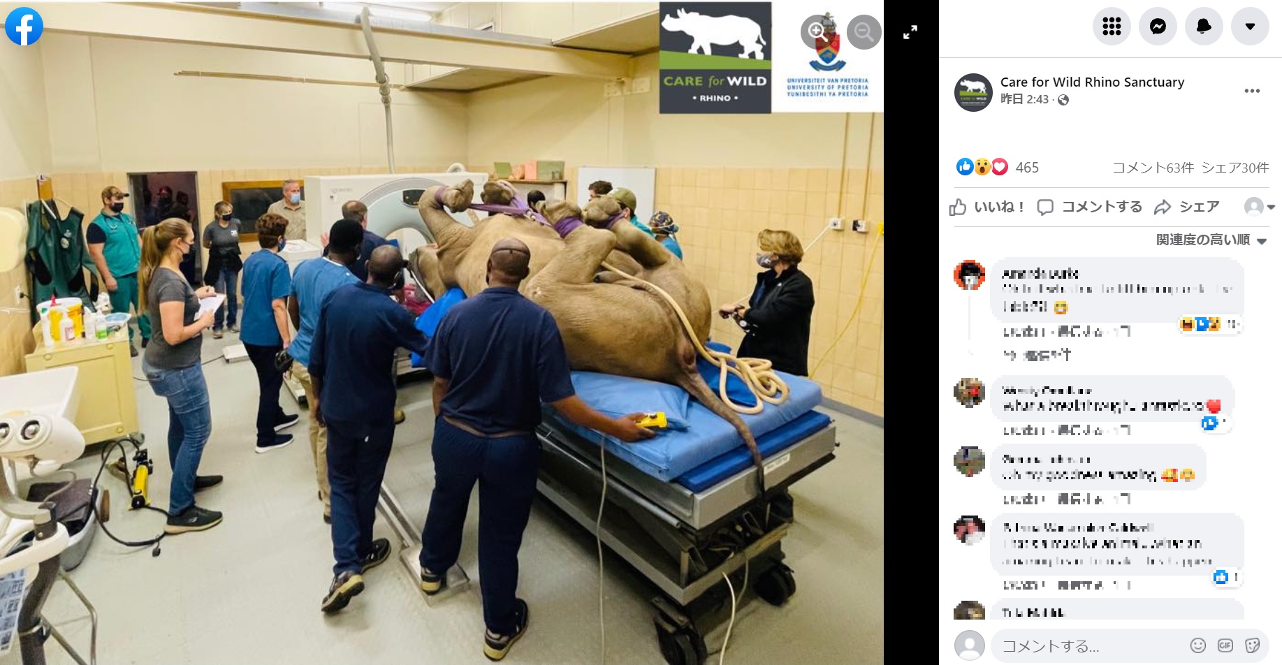 CTスキャンでの検査を受けるシロサイ（画像は『Care for Wild Rhino Sanctuary　2021年10月21日付Facebook「FIRST EVER CT SCAN ON A LIVE ADULT RHINO IN SOUTH AFRICA!」』のスクリーンショット）