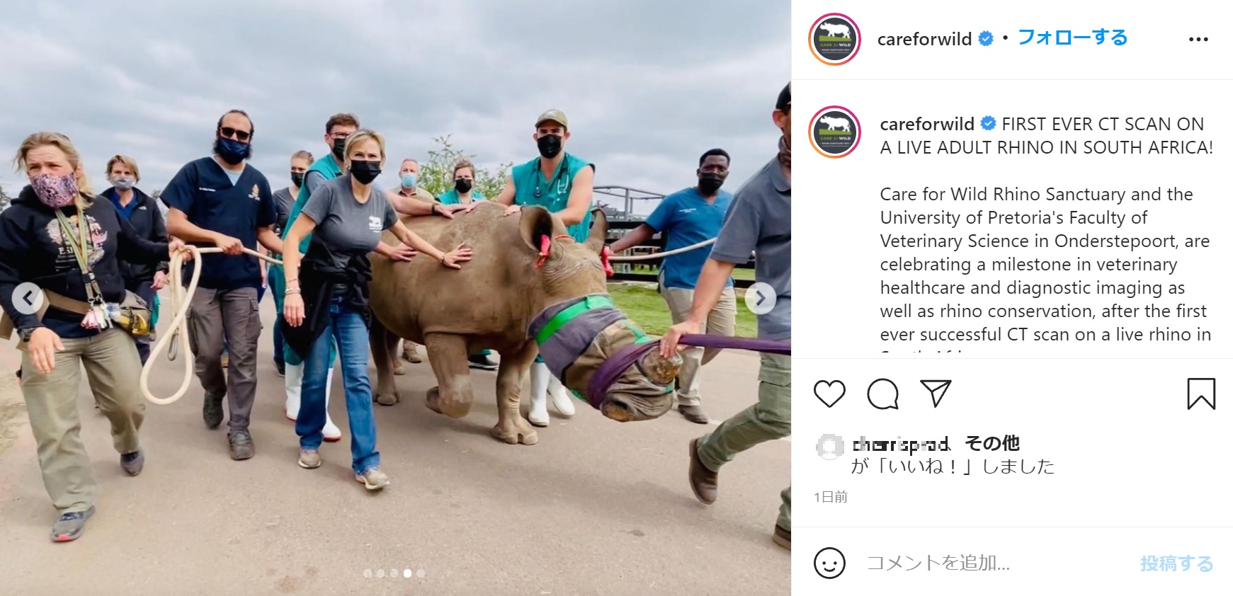 施設と病院間を移動するシロサイ（画像は『Care For Wild Rhino Sanctuary　2021年10月21日付Instagram「FIRST EVER CT SCAN ON A LIVE ADULT RHINO IN SOUTH AFRICA!」』のスクリーンショット）