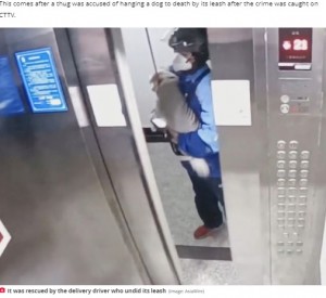 宅配業者に助けられる犬（画像は『The Daily Star　2021年10月27日付「Hero deliveryman saves dog being strangled to death by leash in moving lift」（Image: AsiaWire）』のスクリーンショット）