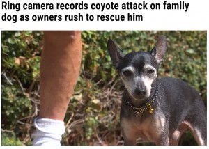 現在は回復して元気に過ごしているチコ（画像は『WFLA　2021年10月9日付「Ring camera records coyote attack on family dog as owners rush to rescue him」』のスクリーンショット）