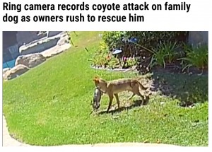 チコの喉元にガブリと噛みつくコヨーテ（画像は『WFLA　2021年10月9日付「Ring camera records coyote attack on family dog as owners rush to rescue him」』のスクリーンショット）