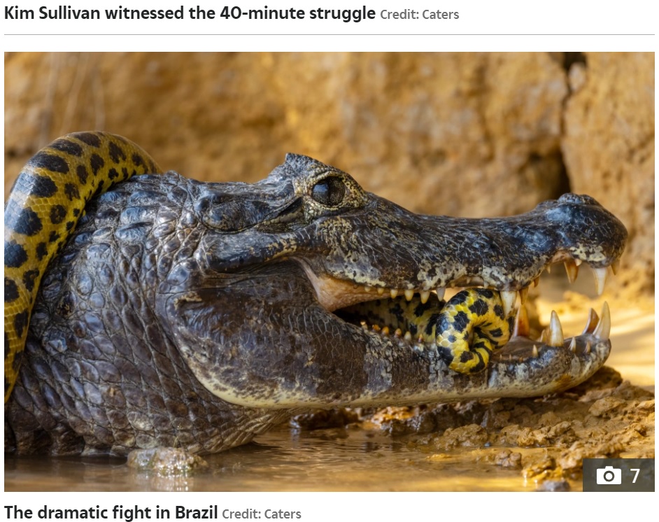 アナコンダに巻きつかれたワニは身動きが取れず（画像は『The Sun　2021年10月12日付「SNAKE, RATTLE AND ROLL Giant anaconda wraps itself round a deadly caiman in brutal fight for survival - but who comes out on top?」（Credit: Caters）』のスクリーンショット）
