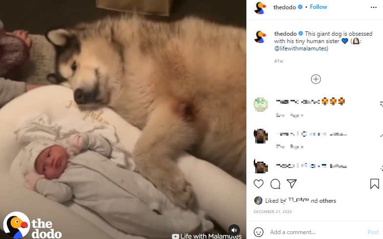 アメリアちゃんに添い寝するオスのフィル（画像は『The Dodo　2020年12月21日付Instagram「This giant dog is obsessed with his tiny human sister」』のスクリーンショット）