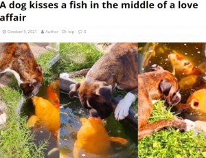 実は相思相愛？（画像は『Barbados News　2021年10月5日付「A dog kisses a fish in the middle of a love affair」』のスクリーンショット）